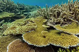 Ecological Diversity Prints: A myriad of hard and soft corals at Vatu-I-Ra Conservation Park on Viti Levu