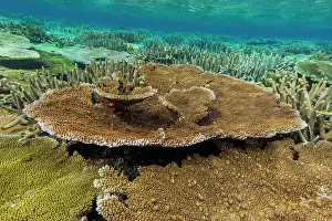 Blue Water Prints: A myriad of hard and soft corals at Vatu-I-Ra Conservation Park on Viti Levu