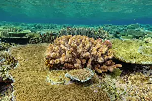 Ecological Diversity Prints: A myriad of hard and soft corals at Vatu-I-Ra Conservation Park on Viti Levu
