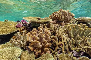 Marine Conservation Prints: A myriad of hard and soft corals at Vatu-I-Ra Conservation Park on Viti Levu