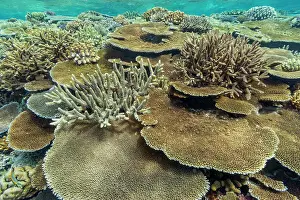 Marine Conservation Prints: A myriad of hard and soft corals at Vatu-I-Ra Conservation Park on Viti Levu