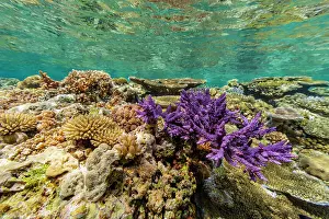 Marine Conservation Prints: A myriad of hard and soft corals at Vatu-I-Ra Conservation Park on Viti Levu