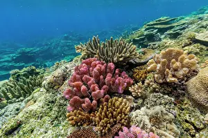 Ecological Diversity Prints: A myriad of hard and soft corals at Vatu-I-Ra Conservation Park on Viti Levu