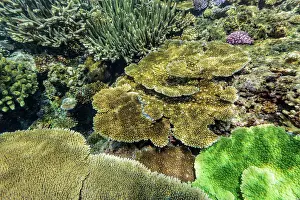 Marine Conservation Prints: A myriad of hard and soft corals at Vatu-I-Ra Conservation Park on Viti Levu