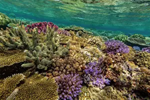 Tropical Climate Prints: A myriad of hard and soft corals at Vatu-I-Ra Conservation Park on Viti Levu