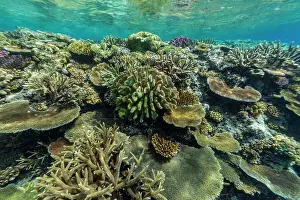 Marine Conservation Prints: A myriad of hard and soft corals at Vatu-I-Ra Conservation Park on Viti Levu