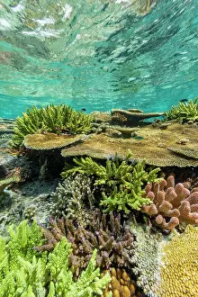 Blue Water Prints: A myriad of hard and soft corals at Vatu-I-Ra Conservation Park on Viti Levu