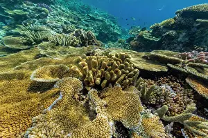Ecological Diversity Prints: A myriad of hard and soft corals at Vatu-I-Ra Conservation Park on Viti Levu