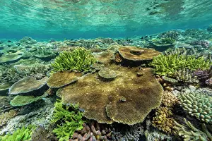 Marine Conservation Prints: A myriad of hard and soft corals at Vatu-I-Ra Conservation Park on Viti Levu