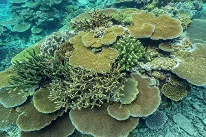 Marine Conservation Prints: A myriad of hard and soft corals at Vatu-I-Ra Conservation Park on Viti Levu