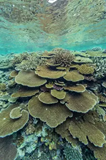 Ecological Diversity Prints: A myriad of hard and soft corals at Vatu-I-Ra Conservation Park on Viti Levu