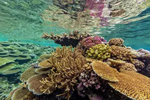 Fiji Prints: A myriad of hard and soft corals at Vatu-I-Ra Conservation Park on Viti Levu