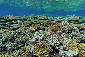 Marine Conservation Prints: A myriad of hard and soft corals at Vatu-I-Ra Conservation Park on Viti Levu