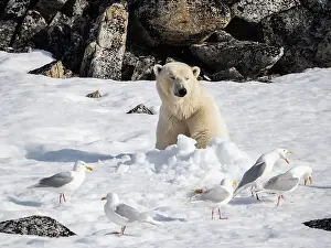 Seagull Prints: A n adult male polar bear (Ursus maritimus) sitting in a daybed in the snow on Indre Norskoya