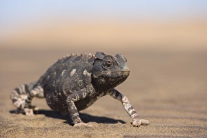 One Reptile Prints: Namaqua chameleon (Chamaeleo namaquensis)