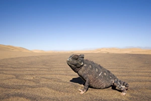 Namaqua chameleon (Chamaeleo namaquensis)