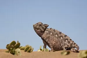Images Dated 22nd May 2009: Namaqua chameleon (Chamaeleo namaquensis), Namib desert, Namibia, Africa