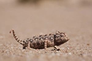 Images Dated 22nd May 2009: Namaqua chameleon (Chamaeleo namaquensis), Namib desert, Namibia, Africa