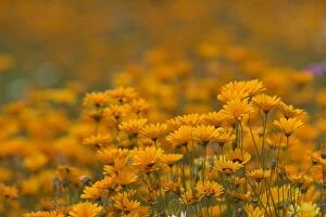 Namaqualand daisies in spring annual flower display