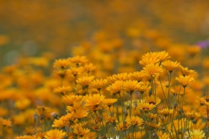 Daisies Prints: Namaqualand daisies in spring annual flower display