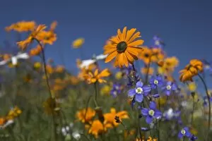 Namaqualand daisies and spring wildflowers