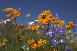 Outerwear Prints: Namaqualand daisies and spring wildflowers