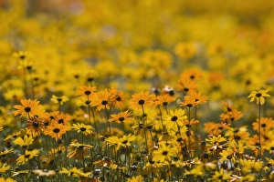 Images Dated 19th January 2000: Namaqualand daisy (Dimorphotheca sinuata)