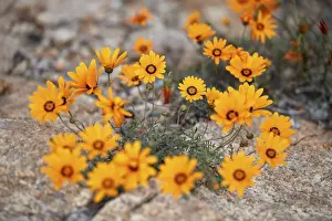 Petal Prints: Namaqualand daisy (Jakkalsblom) (Dimorphotheca sinuata)