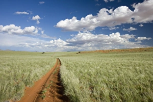 Images Dated 10th March 2008: Namib Rand Nature Reserve, Namibia, Africa