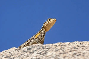 Damaraland Prints: Namibian rock agama (Agama planiceps), Damaraland, Namibia, Africa