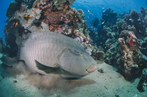 Sealife Prints: Napoleon wrasse (cheilinus undulatus) juvenile