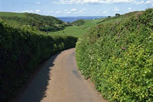 Country Lane Prints: Narrow lane near Salcombe, Devon, England, United Kingdom, Europe