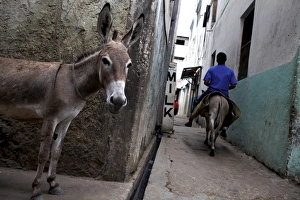 Tilt Prints: The narrow streets of Lamu Town, Lamu, Kenya, East Africa, Africa