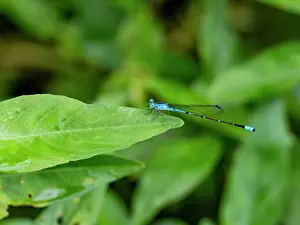 Entomology Prints: Narrow-winged damselfly, Family Coenagrionidae