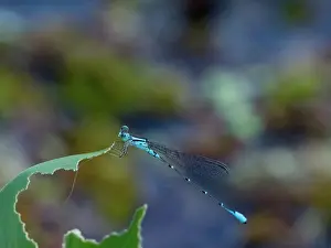 Entomology Prints: Narrow-winged damselfly, Family Coenagrionidae
