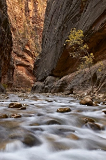 The Narrows of the Virgin River in the fall, Zion National Park, Utah, United States of America