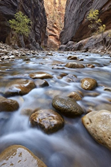 Virgin River Prints: The Narrows of the Virgin River in the fall