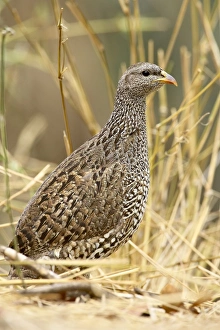 Images Dated 28th October 2006: Natal francolin (Pternistes natalensis)