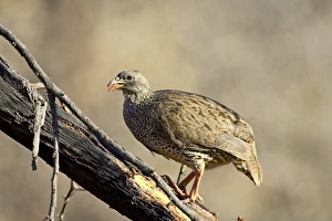 Natal francolin (Pternistes natalensis), Pilanesberg National Park, South Africa, Africa