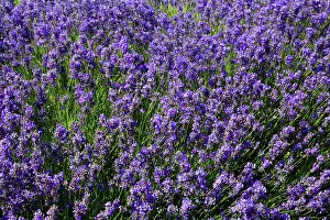 Gardening Prints: National Collection of Lavender, Norfolk Lavender, near Hunstanton, Norfolk, England, UK