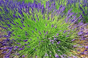 Gardening Prints: National Collection of Lavender, Norfolk Lavender, near Hunstanton, Norfolk, England, UK