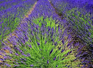 Landscaping Prints: National Collection of Lavender, Norfolk Lavender, near Hunstanton, Norfolk, England, UK