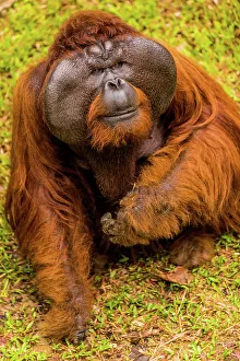 Wild Animals Prints: Native Orangutan in Bako National Park, Kuching, Sarawak, Borneo, Malaysia, Southeast Asia