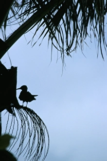 One Bird Only Prints: Nature reserve