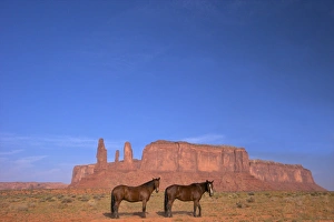Navajo Prints: Two Navajo horses, Monument Valley Navajo Tribal Park