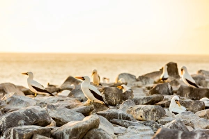Nazca boobies, Espanola Island, Galapagos Islands, Ecuador, South America