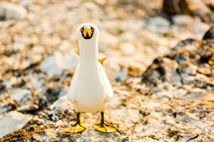 Espanola Island Prints: Nazca booby on Espanola Island, Galapagos Islands, Ecuador, South America