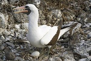 Ecuadorian Prints: Nazca booby nesting, Espanola Island, Galapagos, Ecuador, South America