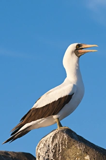 Images Dated 14th April 2010: Nazca Booby (Sula dactylatra), Suarez Point, Isla Espanola (Hood Island)