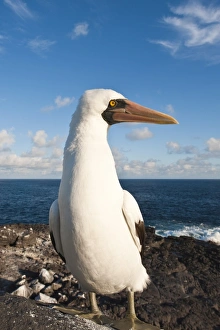 Images Dated 14th April 2010: Nazca Booby (Sula dactylatra), Suarez Point, Isla Espanola (Hood Island)